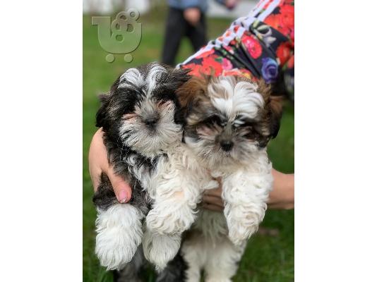 PoulaTo: ΟΜΟΡΦΕΣ ΑΝΔΡΕΣ ΚΑΙ ΓΥΝΑΙΚΕΣ SHIH TZU PUPPIES